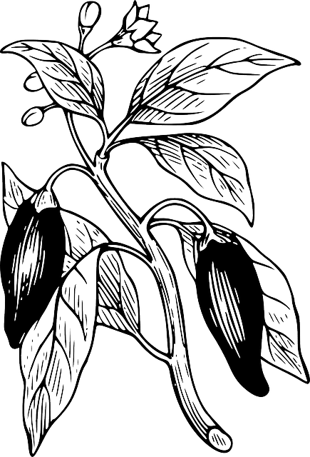 Capsicum Outline, Tree, Branch, Plant, Vine, Capsicum - Chilli Plant Animation Vector - Transparent PNG Free Download | PNGio