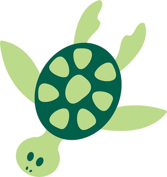 Tropical Clipart Turtle - Sea Animal Clip Art - Transparent PNG Free Download | PNGio