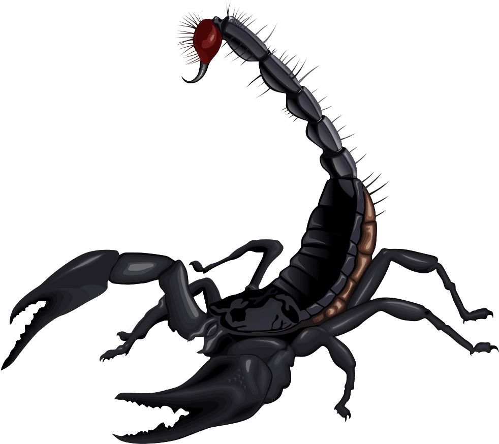 Scorpion Clip Art Hostted Wikiclipart - Most Dangerous Animal In India - Transparent PNG Free Download | PNGio