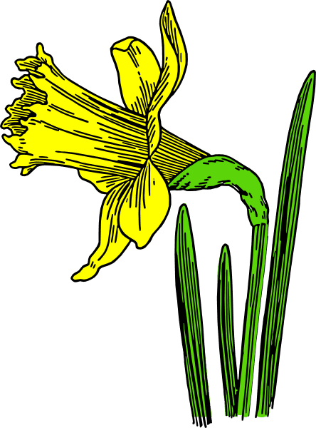 Daffodil Clip Art - Animated Pictures Of Daffodils - Transparent PNG Free Download | PNGio