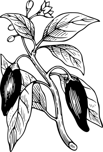 Capsicum With Its Leaves Vector Clip Art Public Domain - Chilli Plant Animation Vector - Transparent PNG Free Download | PNGio