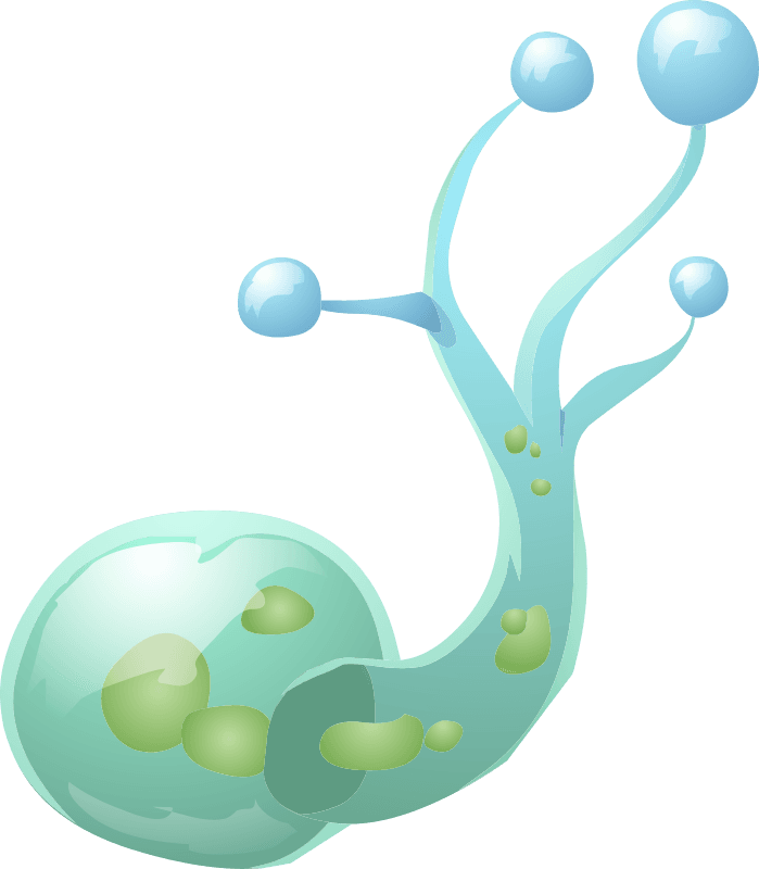 Nation Clipart Free For Download - Animal - Transparent PNG Free Download | PNGio