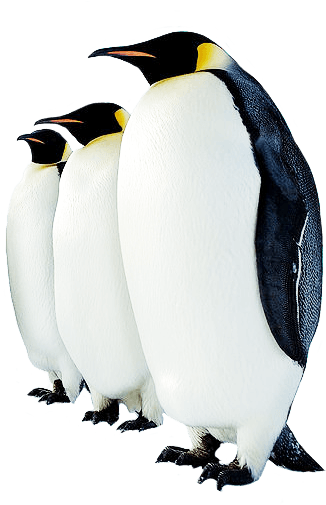 Collection Clipart Png Penguin Image - Animals Found In Polar Regions - Transparent PNG Free Download | PNGio