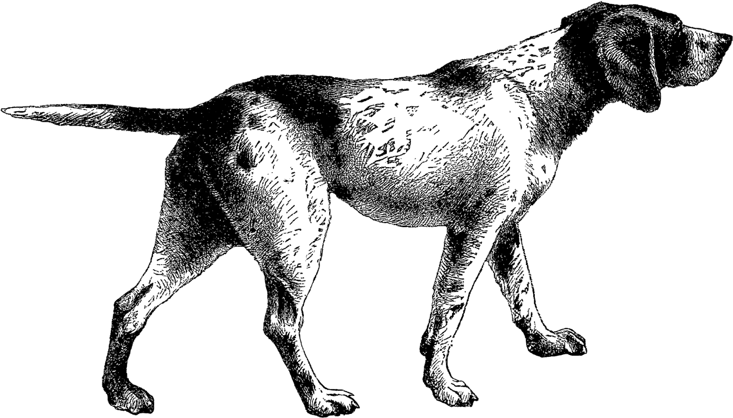 Digital Stamp Design Pointer Dog Digital Vintage Clip - Vintage Animal Illustration Png - Transparent PNG Free Download | PNGio