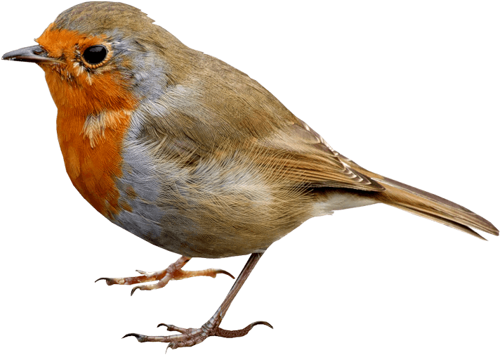 Bird Png Clipart Image Gallery Yoville High Quality - Png Animals - Transparent PNG Free Download | PNGio