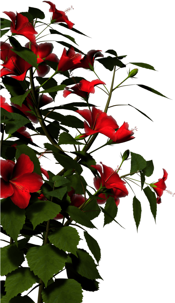 Hibiscus-red By Brokenwing3dstock On Clipart Library - Nature Png Images Hd - Transparent PNG Free Download | PNGio
