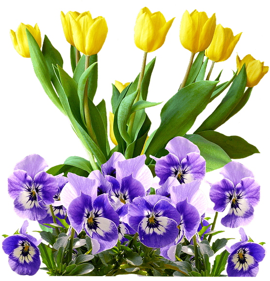 Tulips, Pansy, Png, Isolated, Flowers, Spring - Natural Rose Gold Purple Flowers .png - Transparent PNG Free Download | PNGio