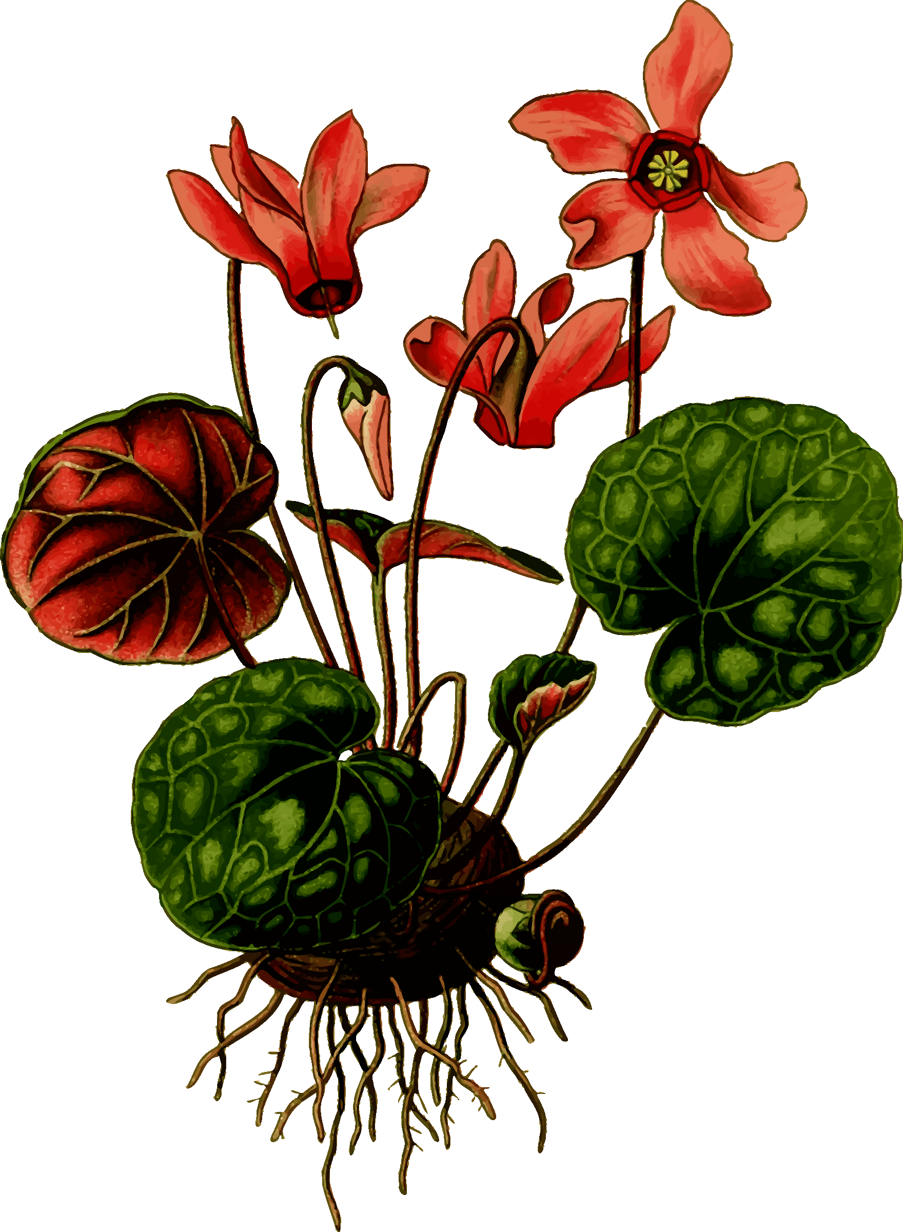 Art Print: Vision Studio's Nature's Harvest I, 61x46cm. - Transparent PNG Free Download | PNGio