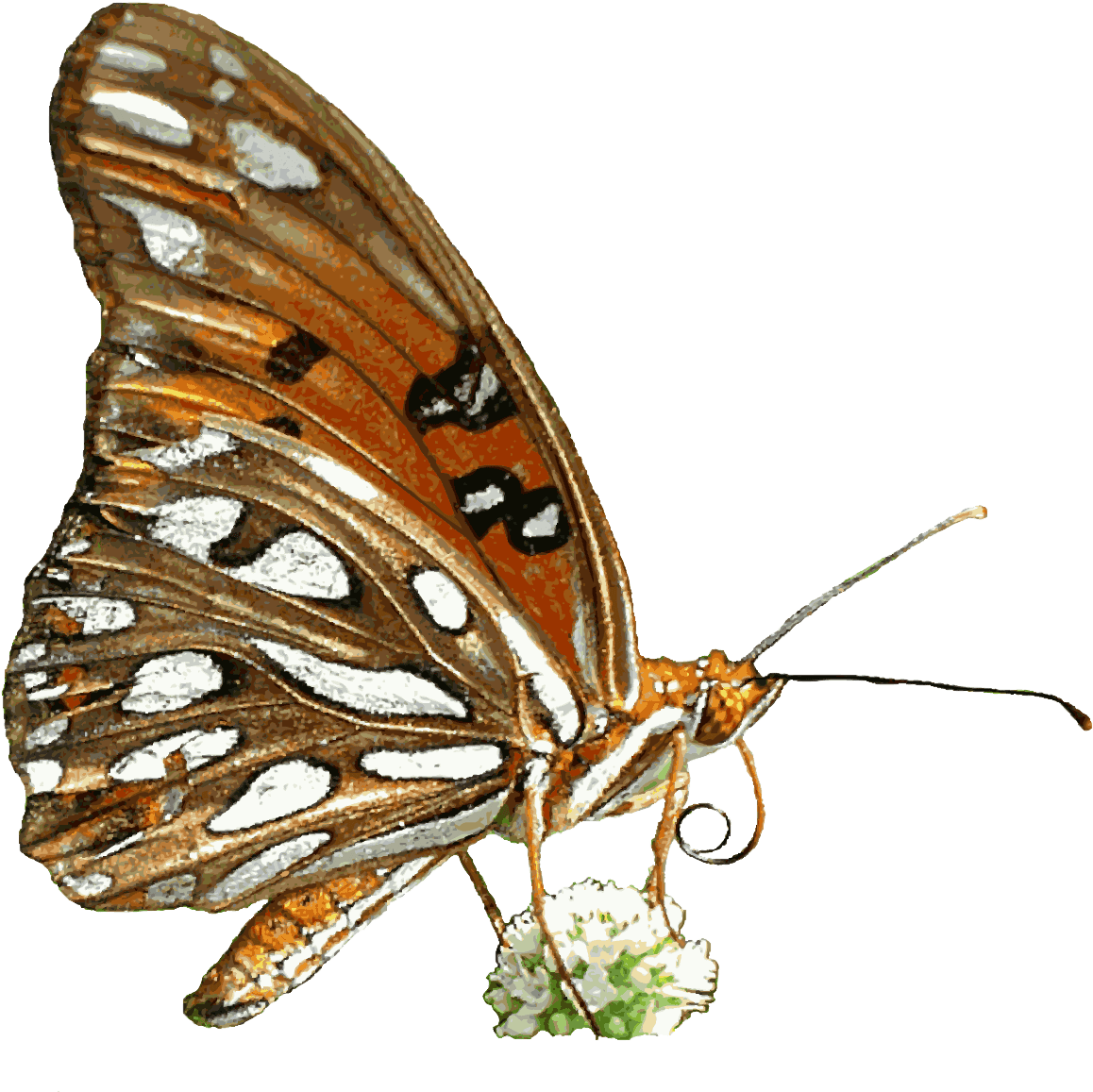 Free Animated Butterfly Clipart - Animated Nature - Transparent PNG Free Download | PNGio