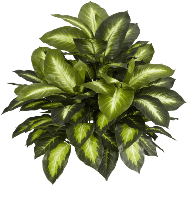 Elegant Plants Top View Psd With Plants Top View Psd - Nearly Natural Silk Plants - Transparent PNG Free Download | PNGio