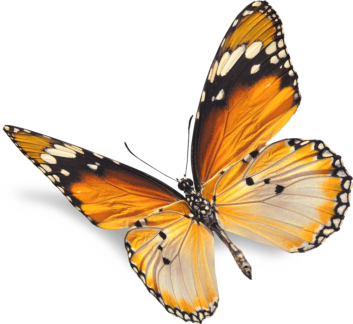 Real Butterfly Png - Natural Images Png - Transparent PNG Free Download | PNGio