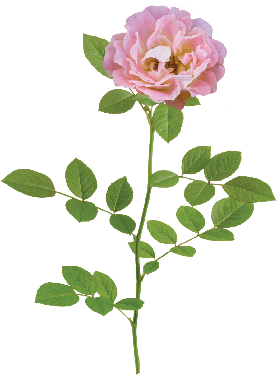 The Peach Drift® Rose - Natural Flower Png - Transparent PNG Free Download | PNGio