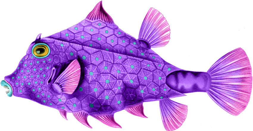 Here Are Some Wonderfully Colorful Sea Creatures To - Art Print: Ostraciontes Nature By Ernst Haeckel, 91x61in. - Transparent PNG Free Download | PNGio