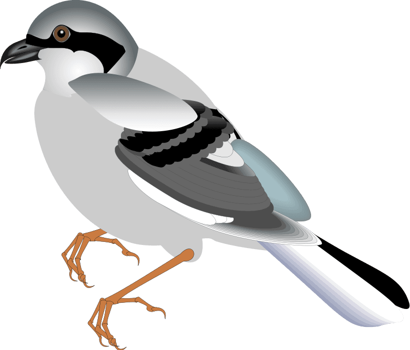 Bird 12 Free Vector - Bird Natural Art Clip - Transparent PNG Free Download | PNGio