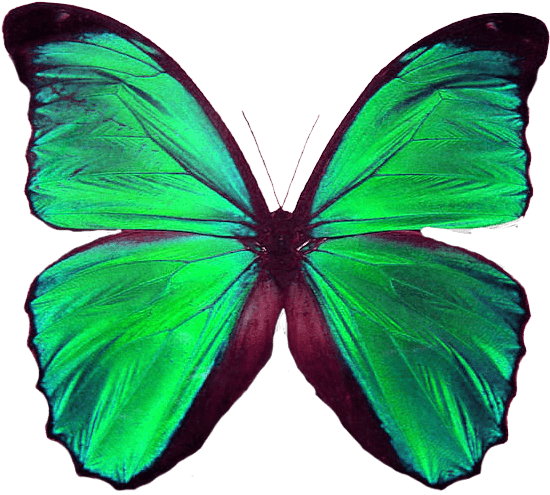 Animal - - Symmetrical Shapes In Nature - Transparent PNG Free Download | PNGio