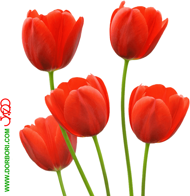 عکس گل لاله - Floral Bridal Tote, Adult Unisex, Natural - Transparent PNG Free Download | PNGio