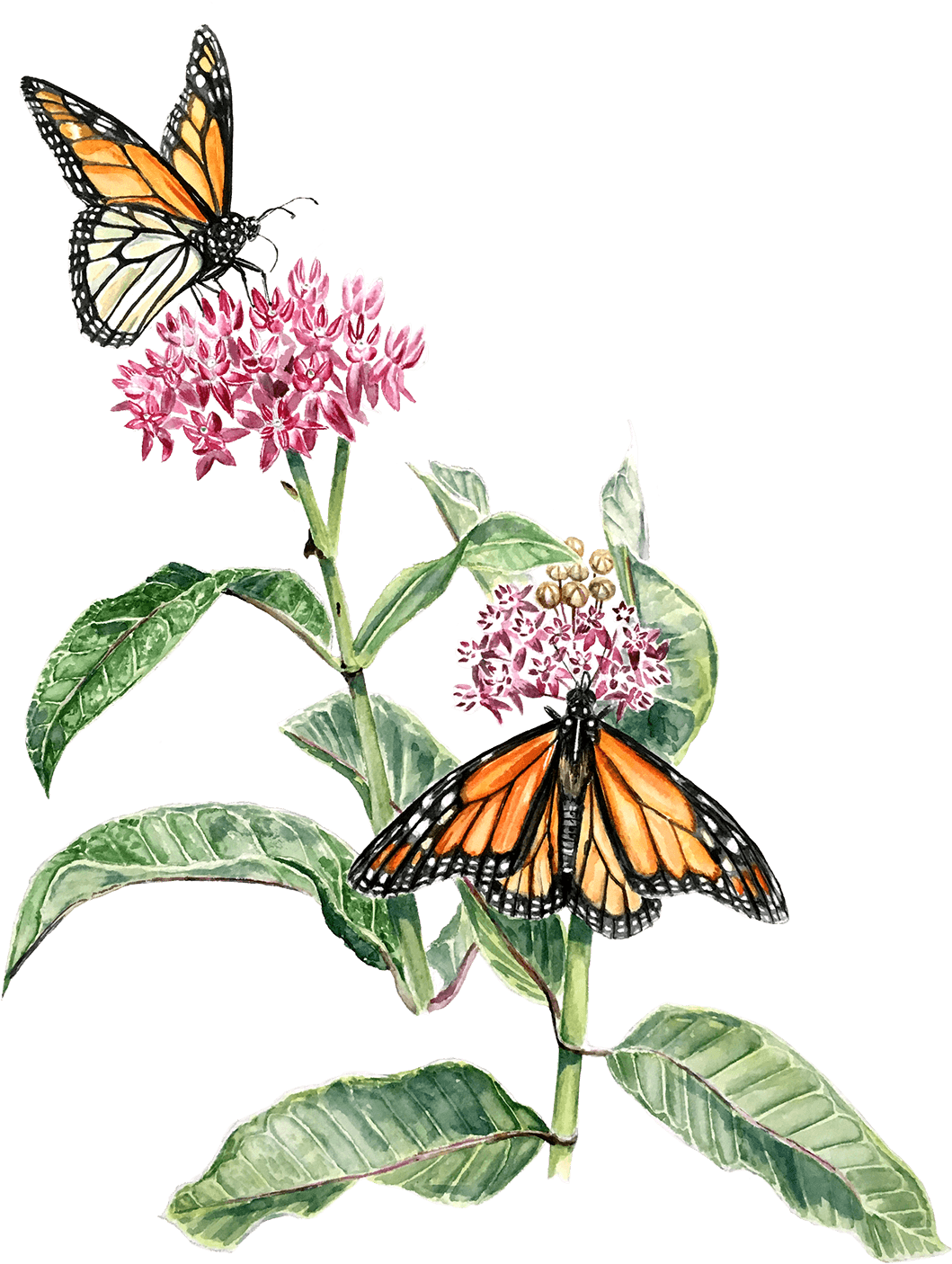 I've Been Recently Working With Phinizy Swamp Nature - Phinizy Swamp Nature Park - Transparent PNG Free Download | PNGio