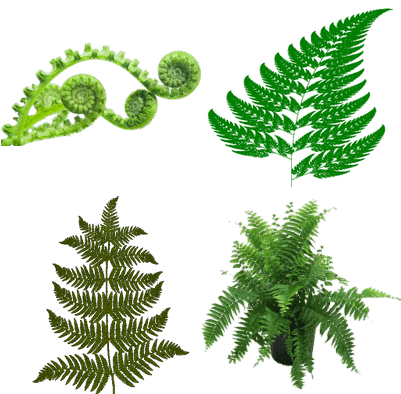 Ferns - Fractal Geometry In Nature - Transparent PNG Free Download | PNGio