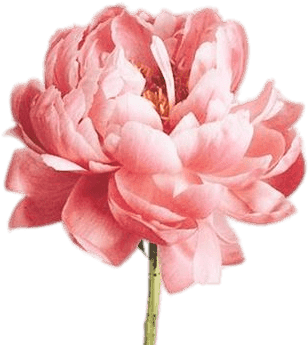 Descargar - Nature Plugs (6g-7/8" And Stud Earrings Available) - Transparent PNG Free Download | PNGio