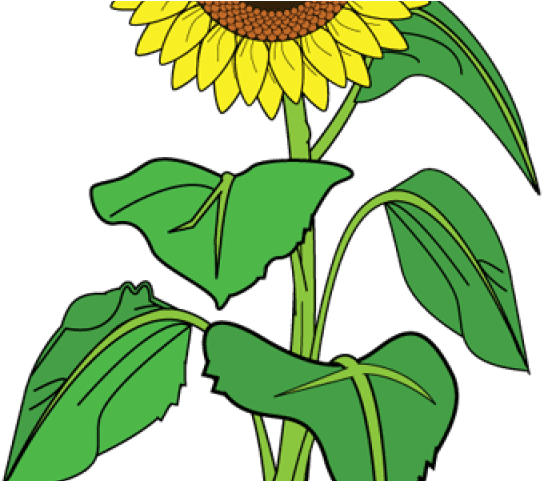 Sunflower Clipart Name - Sunflower With Hearts Tote Bag, Adult Unisex, Natural - Transparent PNG Free Download | PNGio
