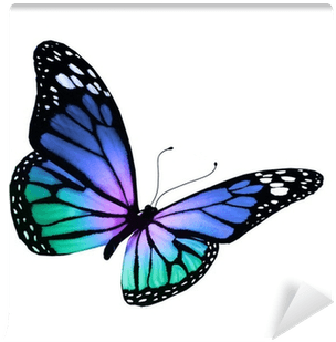 Turquoise Violet Butterfly, Isolated On White Background - Heal Breast Cancer Naturally - 7 Essential Steps - Transparent PNG Free Download | PNGio