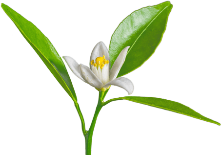 Petitgrain - Provence Et Nature Fleur D'oranger Eau De Toilette - Transparent PNG Free Download | PNGio