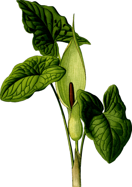 All Photo Png Clipart - Art Print: Vision Studio's Nature's Harvest Iv, 61x46cm. - Transparent PNG Free Download | PNGio