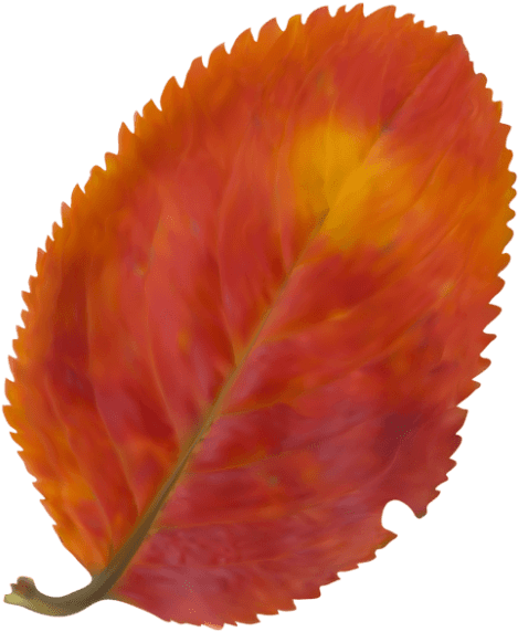 Free Png Download Beautiful Fall Leaf Clipart Png Photo - Natural Landscape - Transparent PNG Free Download | PNGio