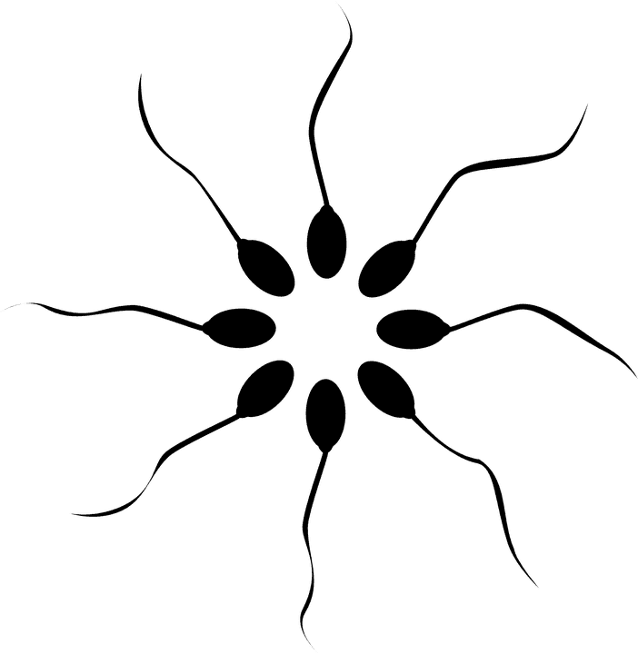 Cannabis Smoking Is Associated With Higher Sperm Count - Rebecca's Natural Foods - Transparent PNG Free Download | PNGio