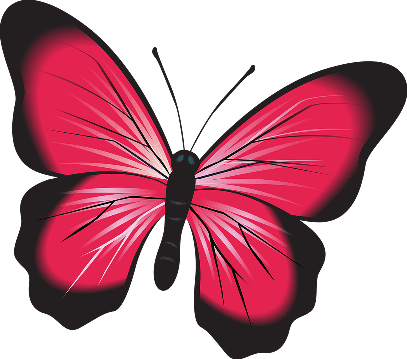 Butterfly Pink Clip Art Insect Nature Natural Bug - Fluturi Imagini - Transparent PNG Free Download | PNGio