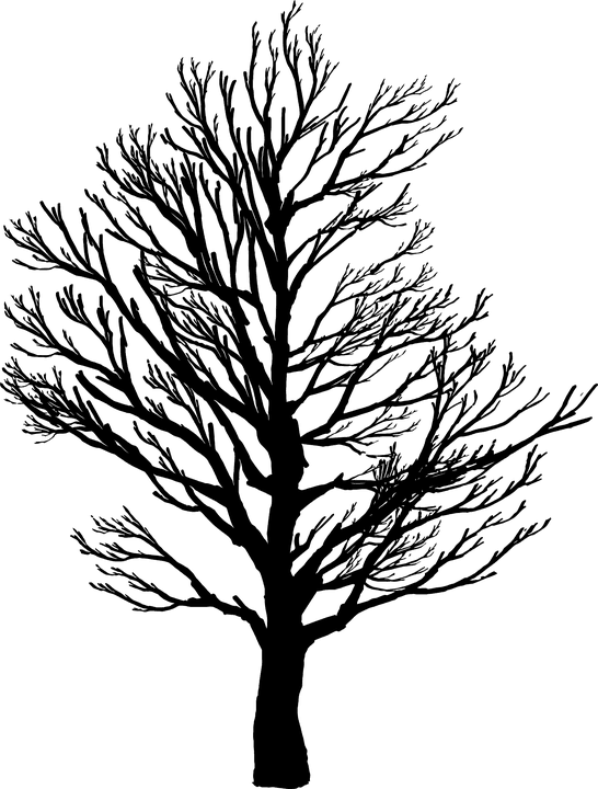 Barren, Branches, Nature, Plant, Plants, Silhouette - Screws Us Up Most In Life - Transparent PNG Free Download | PNGio