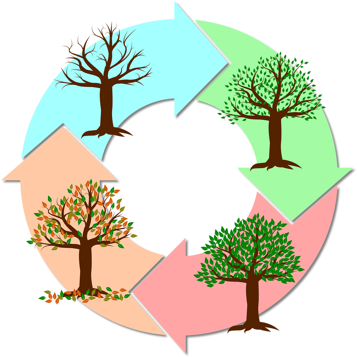 Seasons Of The Year Year Tree Nature Autumn Winter - Estações Do Ano Png - Transparent PNG Free Download | PNGio