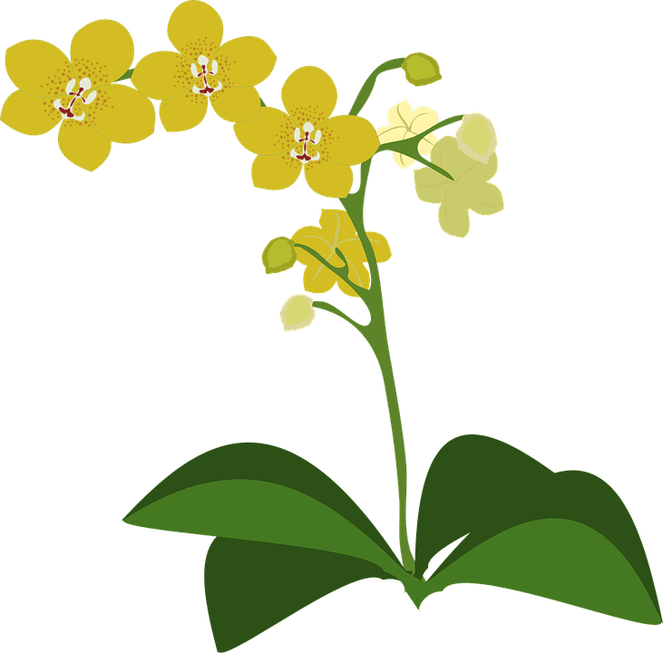 Clip Art Flor Flora Flower Nature Orchid Orchids - Spectacular Orchids: The Basics Of Growing Your Own - Transparent PNG Free Download | PNGio