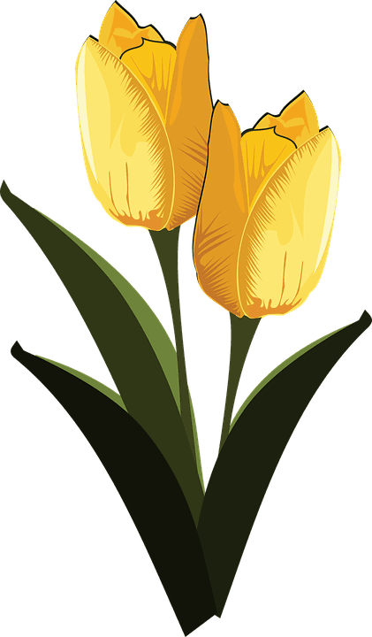 Clip Art, Flor, Flora, Flower, Nature - Clip Art - Transparent PNG Free Download | PNGio