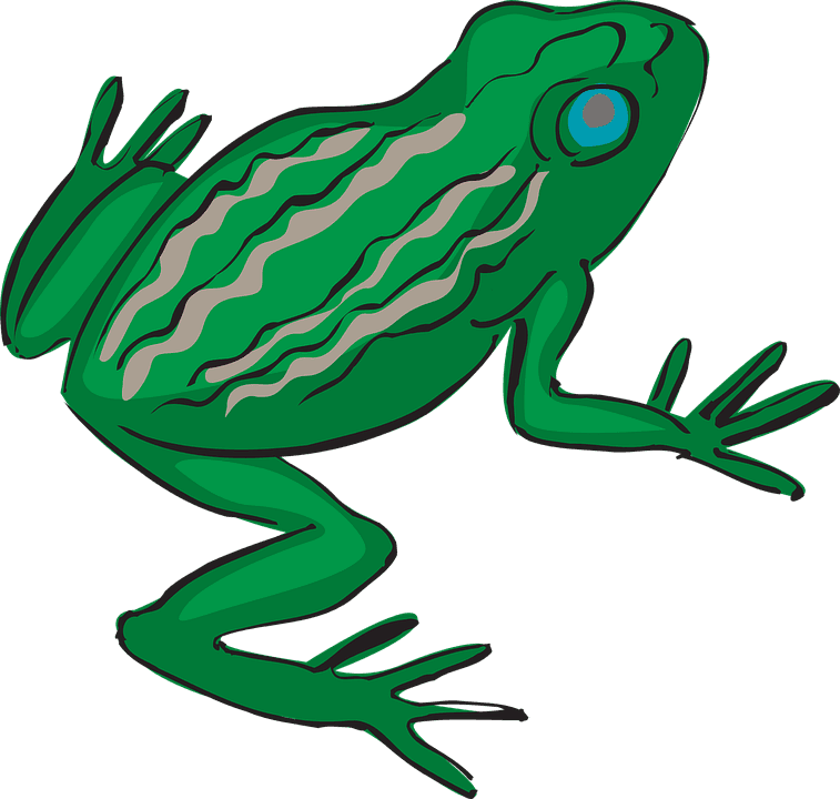 Frog Amphibian Tropical Rainforest Exotic Nature - Tropical Frog Transparent - Transparent PNG Free Download | PNGio