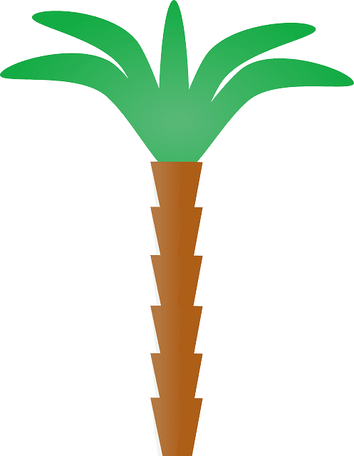 Tree, Cartoon, Plant, Florida, Coconut, Nature - Palm Tree Clip Art - Transparent PNG Free Download | PNGio