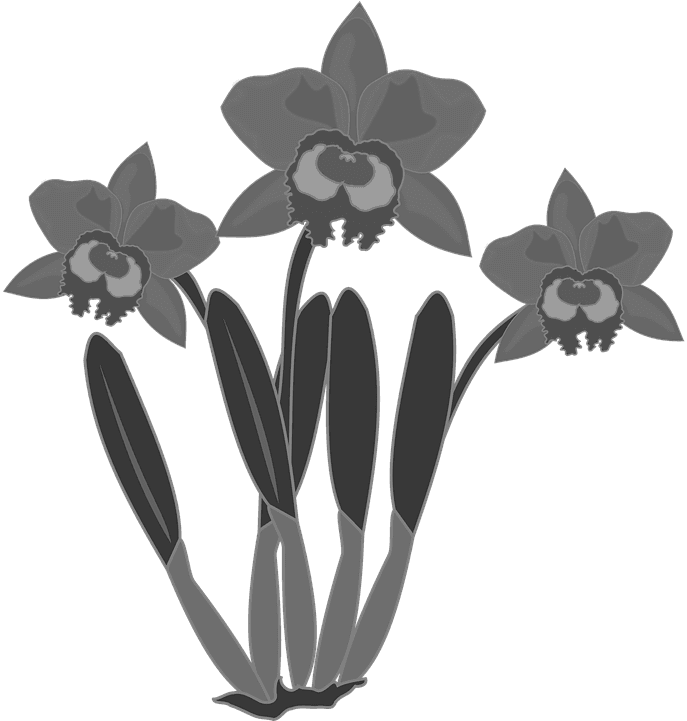 Clipart Flor Flore Fleur Nature Orchidée - Bunga Anggrek Vektor - Transparent PNG Free Download | PNGio
