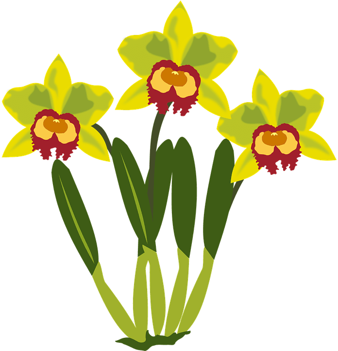 Clip Art Flor Flora Flower Nature Orchid Orchids - Clip Art - Transparent PNG Free Download | PNGio