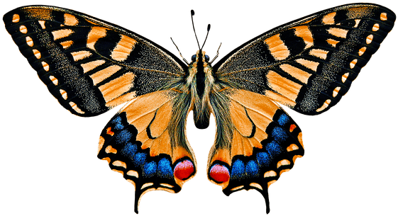 Natur, Tiere, Schmetterling, Insekt - Animals See The World - Transparent PNG Free Download | PNGio