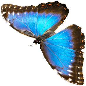 Natur, Tiere, Schmetterling, Insekt - Blue Morpho Butterfly - Transparent PNG Free Download | PNGio