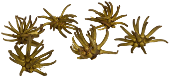 Spidergum Claw 6 Stück Natur 7 8cm - Brass - Transparent PNG Free Download | PNGio