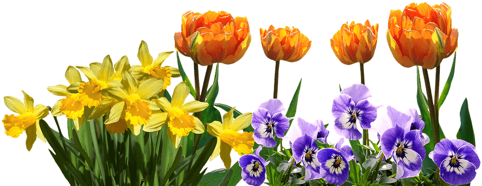 Spring, Tulips, Daffodils, Pansy, Easter, Nature - Tulips And Daffodils - Transparent PNG Free Download | PNGio
