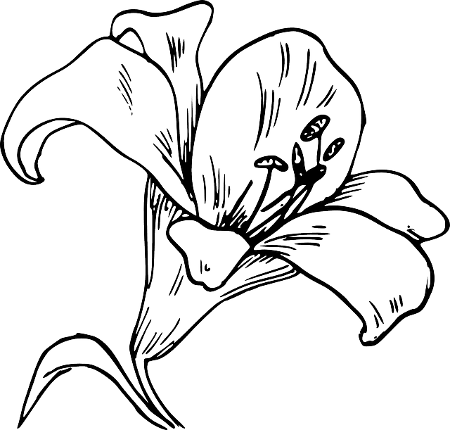 Flower Bloom Plant Lily Nature Calla Tattoo - Flower Coloring Pages For Adults - Transparent PNG Free Download | PNGio