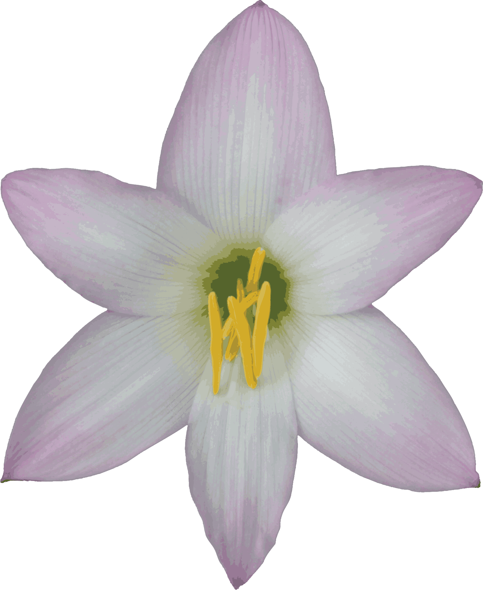 Free Transparent Background Nature Images Gif - Lily With No Background - Transparent PNG Free Download | PNGio