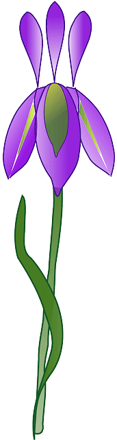 Purple, Iris, Plant, Garden, Nature - Iris Flower Vector Png - Transparent PNG Free Download | PNGio