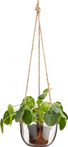 Hanging Glass Plant Pot Natural Cord - Hanging Glass Plant Png - Transparent PNG Free Download | PNGio