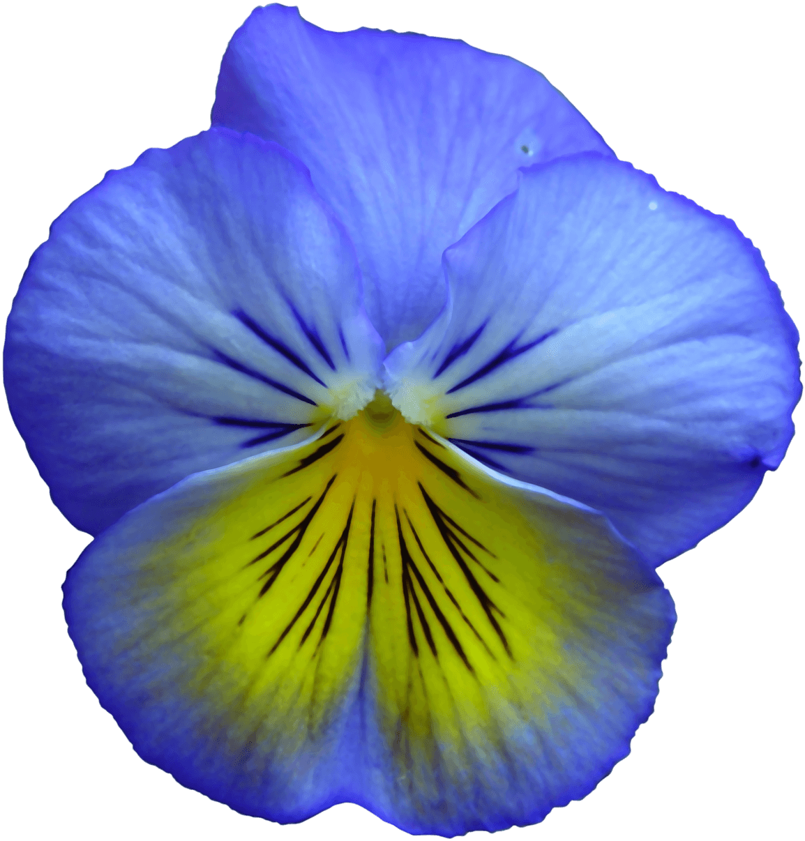 Pansy, Flower, Flowers, Summer Flowers, Purple, Nature - Blue And Yellow Flowers - Transparent PNG Free Download | PNGio
