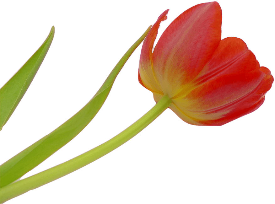 Tulip, Blossom, Bloom, Flower, Spring, Plant, Nature - Flower - Transparent PNG Free Download | PNGio