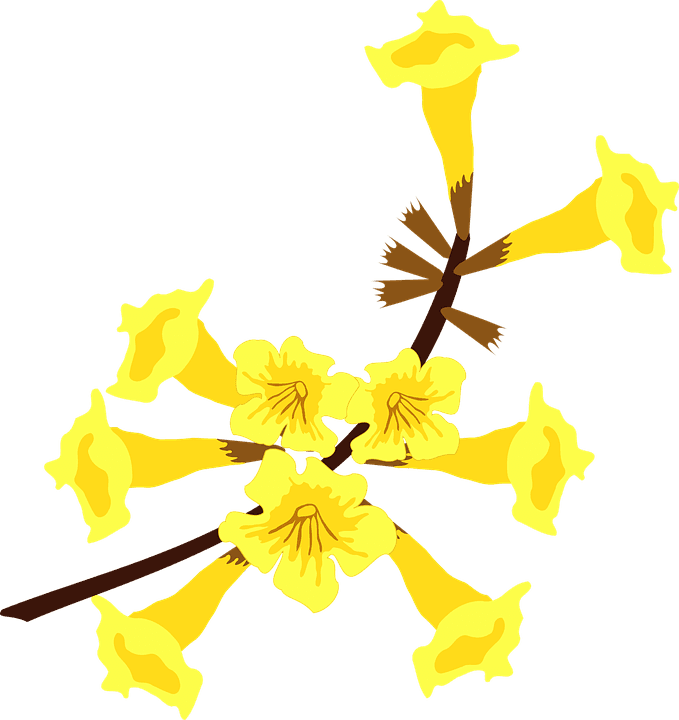 Clip Art, Flor, Flora, Flower, Nature, Plant, Tree - Ipe Png - Transparent PNG Free Download | PNGio