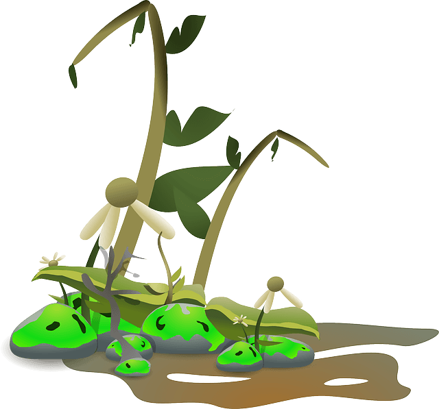 Plants Nature, Landscape, Growing, Plants - Dying Plant Clipart - Transparent PNG Free Download | PNGio